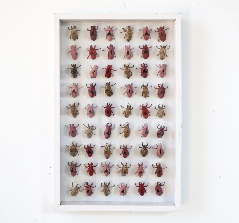 Sem título, Cigarras s/ placa de mdf, 50x32cm, 2026